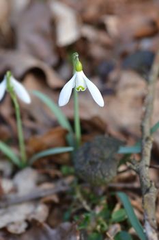 Common snowdrop - Latin name - Galanthus nivalis