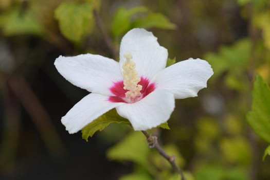 Rose Of Sharon Red Heart - Latin name - Hibiscus syriacus Red Heart