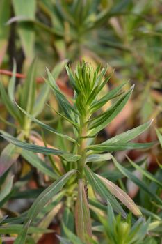 Pride of Madeira - Latin name - Echium candicans (syn. Echium fastuosum)