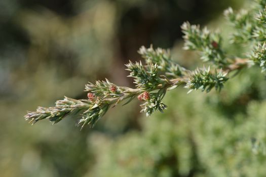 Japanese garden juniper - Latin name - Juniperus procumbens Nana