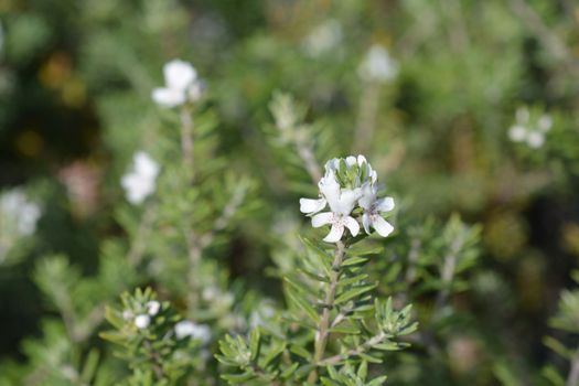 Coastal rosemary - Latin name - Westringia fruticosa