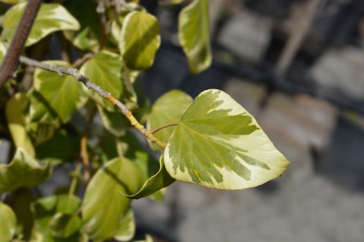 Ivy Dentata variegata - Latin name - Hedera colchica Dentata variegata (syn. Hedera colchica Dentata aurea)