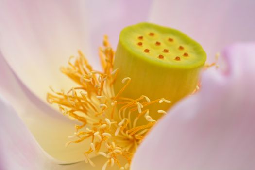 Sacred lotus flower close up - Latin name - Nelumbo nucifera