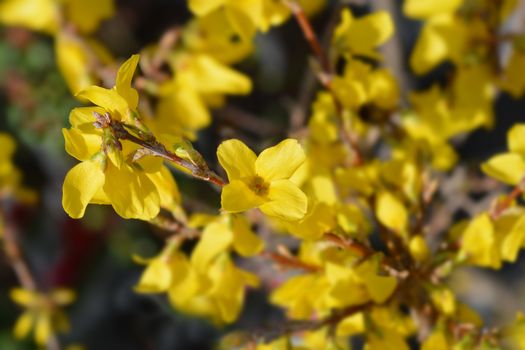 Dwarf Forsythia Mini Gold - Latin name - Forsythia x intermedia Mini Gold