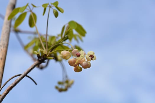 Five-leaf akebia Silver Bells - Latin name - Akebia quinata Silver Bells