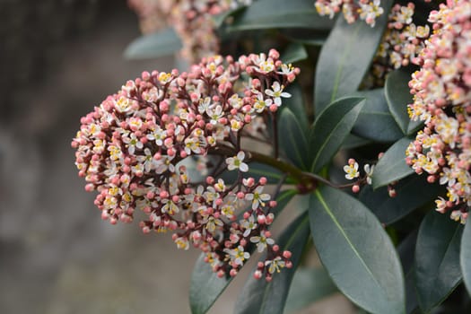 Japanese skimmia - Latin name - Skimmia japonica