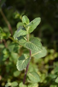 Curled mint - Latin name - Mentha spicata var. crispa