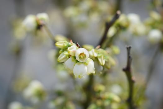 Highbush blueberryÊ- Latin name - Vaccinium corymbosum Blueray