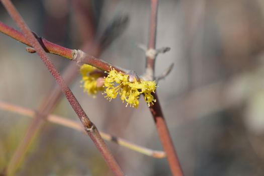 Cornelian cherry - Latin name - Cornus mas