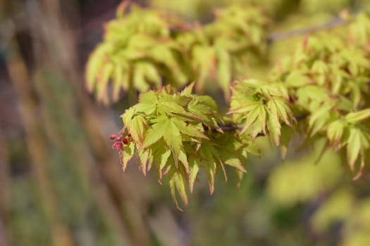 Kiyo Hime Japanese Maple - Latin name - Acer palmatum Kiyo Hime