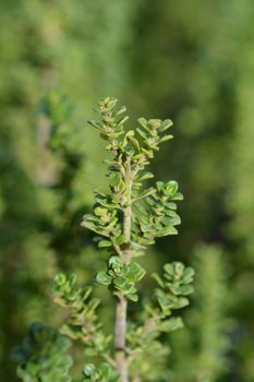 Alpine mint bush - Latin name - Prostanthera cuneata
