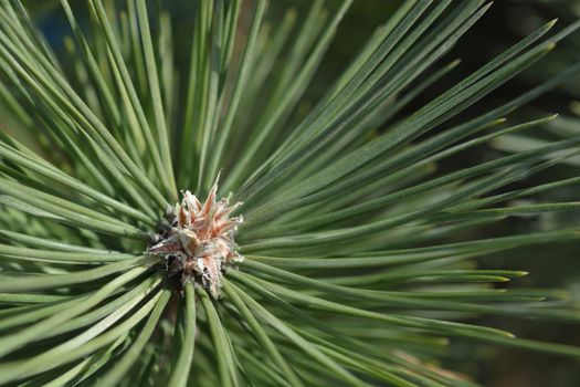 Black pine - Latin name - Pinus nigra