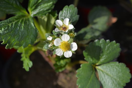 Garden strawberry - Latin name - Fragaria x ananassa