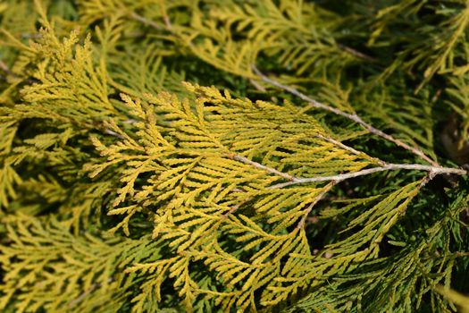 Golden Globe Arborvitae - Latin name - Thuja occidentalis Golden Globe