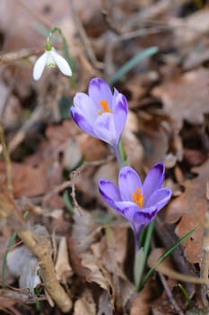 Spring Crocus (Latin name - Crocus heuffelianus) and common snowdrop in the background (Galanthus nivalis)