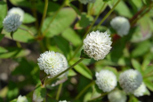 White globe amaranth - Latin name - Gomphrena globosa Alba