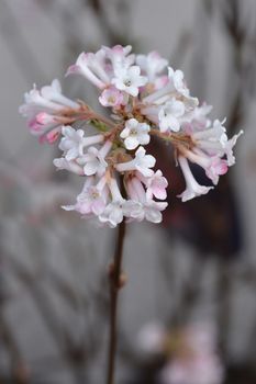 Arrowwood Dawn - Latin name - Viburnum * bodnantense Dawn