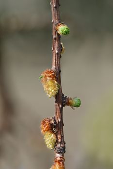 Larch Stiff Weeping - Latin name - Larix kaempferi Stiff Weeping