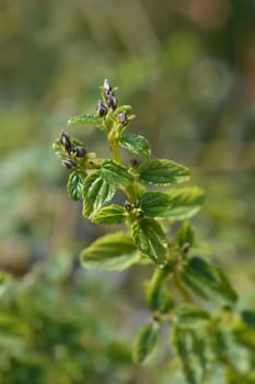 Creeping blue blossom - Latin name - Ceanothus thyrsiflorus var. repens