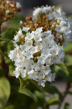 Laurustinus Eve Price - Latin name - Viburnum tinus Eve Price