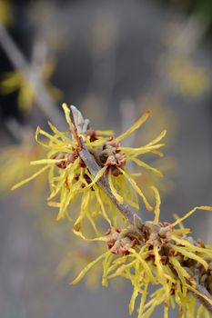 Witch Hazel Arnold Promise - Latin name - Hamamelis * intermedia Arnold Promise