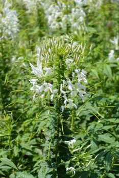 Spider flower Helen Campbell - Latin name - Cleome hassleriana Helen Campbell