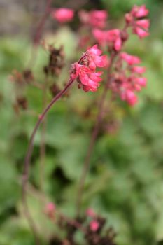 Ruby Bells - Latin name - Heuchera sanguinea Ruby Bells