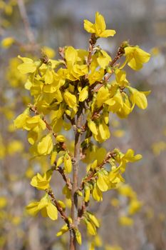 Dwarf Forsythia Mini Gold - Latin name - Forsythia x intermedia Mini Gold