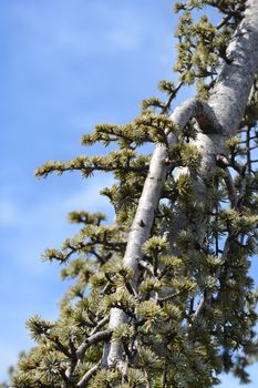 Weeping Blue atlas cedar - Latin name - Cedrus atlantica Glauca Pendula