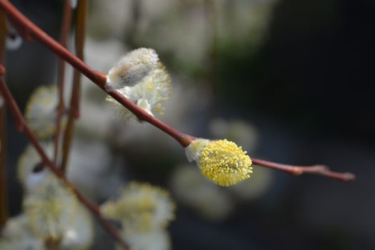 Kilmarnock willow - Latin name - Salix caprea Kilmarnock