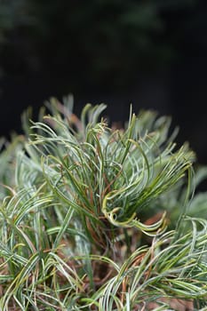 White pine Green Curls - Latin name - Pinus strobus Green Curls
