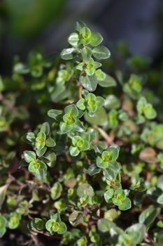 Red Creeping Thyme - Latin name - Thymus praecox Coccineus