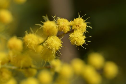 Silver wattle - Latin name - Acacia dealbata