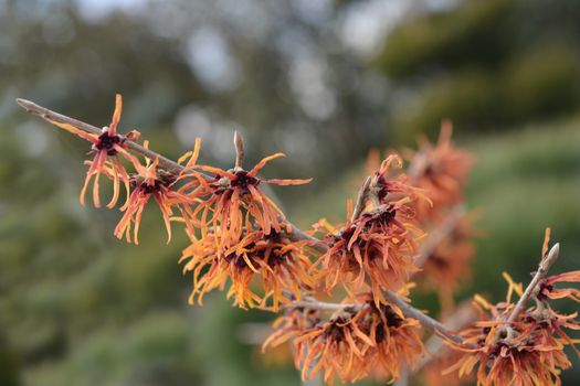 Witch Hazel Diane - Latin name - Hamamelis * intermedia Diane