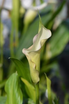 Garden calla lily - Latin name - Zantedeschia aethiopica