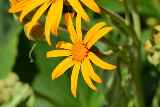 Leopard plant - Latin name - Ligularia dentata