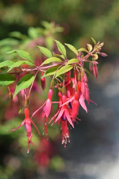 Hardy Fuchsia - Latin name - Fuchsia magellanica var. gracilis