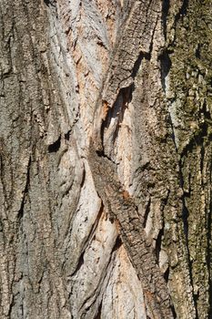 Lombardy poplar bark - Latin name - Populus nigra var. italica