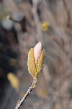 Star magnolia flower bud - Latin name - Magnolia stellata