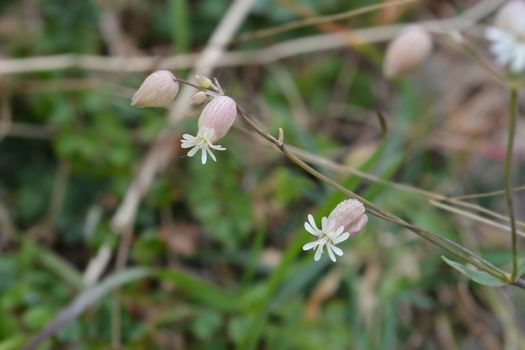 Bladder campion - Latin name - Silene vulgaris