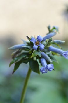 Tube clematis - Latin name - Clematis heracleifolia