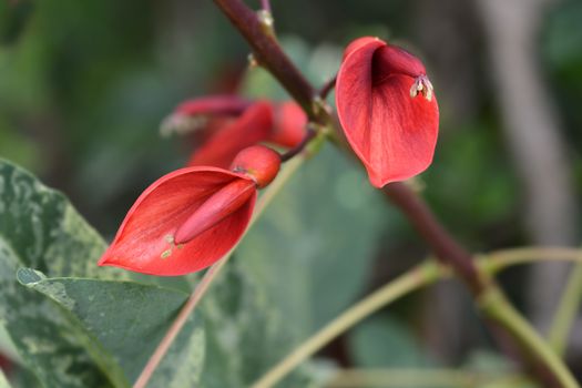 Cockspur coral tree - Latin name - Erythrina crista-galli