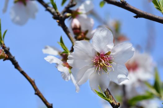 Almond flower - Latin name - Prunus dulcis (syn. Prunus amygdalus)