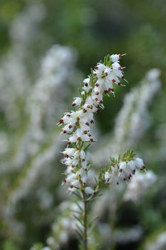 Darley Dale heath - Latin name - Erica * darleyensis