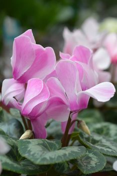 Persian cyclamen - Latin name - Cyclamen persicum