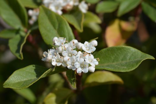 Laurustinus Eve Price - Latin name - Viburnum tinus Eve Price