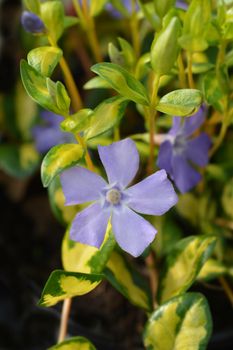 Lesser Periwinkle Illumination - Latin name - Vinca minor Illumination