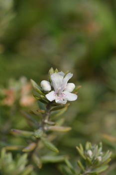 Coastal rosemary - Latin name - Westringia fruticosa