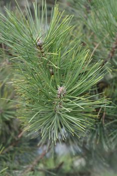 Black pine - Latin name - Pinus nigra