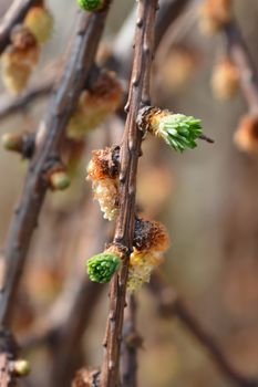 Larch Stiff Weeping - Latin name - Larix kaempferi Stiff Weeping